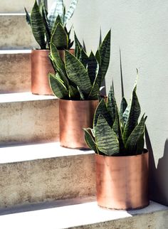 three potted plants are sitting on the steps