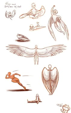 some drawings of different types of wings