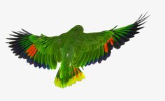 a green and yellow bird with its wings spread out in the air against a white background