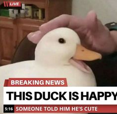 a person holding a white duck in their hand with the caption breaking news this duck is happy someone told him he's cute