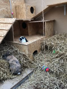 two rabbits in their habitat with hay and straw on the ground next to them,