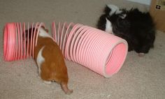 two guinea pigs playing with pink plastic tubes on the floor in front of a black and white cat