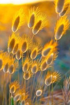 some very pretty yellow flowers in the grass