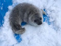 a baby seal is laying in the snow