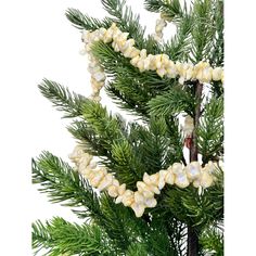 a close up of a pine tree with white flowers