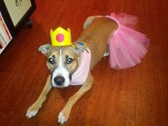 a brown and white dog wearing a pink tutu with a crown on it's head