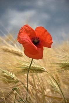 a red poppy in the middle of a wheat field