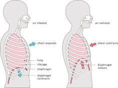 diagram of the chest and upper back muscles with labels on each side, labeled in red