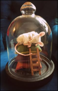 a white mouse sitting on top of a wooden ladder under a glass dome