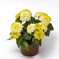 a potted plant with yellow and white flowers in it's centerpiece on a white background