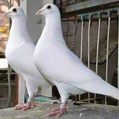 two white birds standing on top of a cement slab