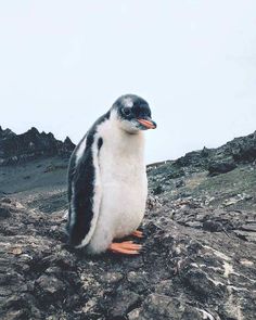 a small penguin sitting on top of a rocky hill