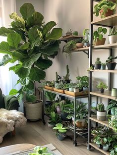 a room filled with lots of green plants and potted plants on shelving units