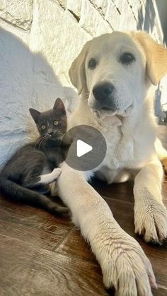 a dog laying on the floor next to a cat with it's paw in its mouth