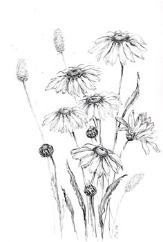 black and white drawing of wildflowers