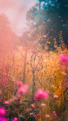 the sun shines brightly on some wildflowers and other flowers in an open field