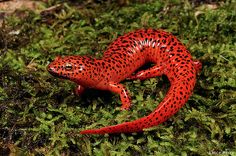 a red and black spotted gecko laying on green moss