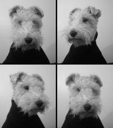 four pictures of a white dog wearing a black shirt