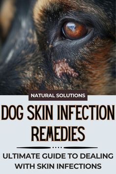 Explore remedies and treatment options for dog skin infections caused by bacteria or yeast. Learn about symptoms, causes, and effective cures for fungal and bacterial skin issues. Discover how hydrogen peroxide and other remedies can help get rid of infections and promote healing. Ensure your furry friend's skin stays healthy and comfortable with our comprehensive guide! Yeast Remedies For Dogs, Home Remedies For Dogs Itchy Skin, Dog Skin Irritation Remedies, Dog Skin Problems Pictures, Fungal Rash, Flea Powder, Dog Space, Fungal Infection Skin