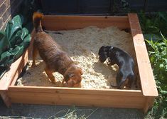 two small dogs are playing in a sandbox with the larger dog behind them,