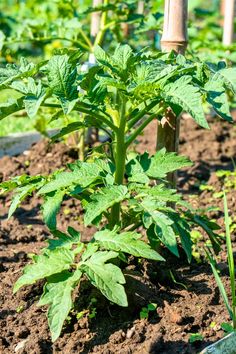 the plants are starting to grow in the garden