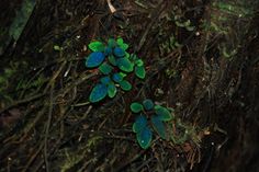 small blue and green plants growing on the ground