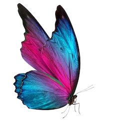 colorful butterfly flying in the air with wings spread out, isolated on a white background