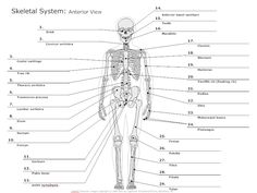 the skeletal system and its major functions in this diagram, you can see what it is