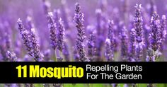 the words mosquito repelling plants for the garden are in front of purple flowers and green grass