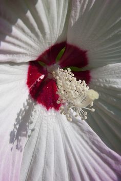 a close up view of the center of a white and red flower with stamen