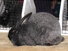 a rabbit sitting in front of a cage with another bunny behind it on the ground