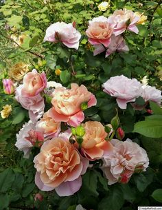 several pink roses blooming in the garden