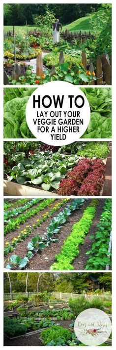 the garden is full of vegetables and plants with words overlaying it that says how to lay out your vegetable garden yield