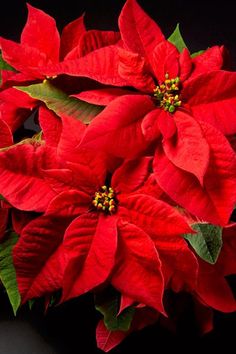 three red poinsettias with green leaves on a black background, close up