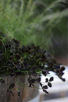 some black flowers are in a wooden pot