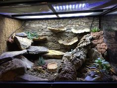 an aquarium filled with rocks and plants