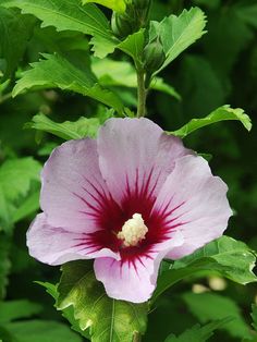 a large pink flower with green leaves around it