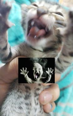 a person holding a kitten with its mouth open and it's hands out to the camera