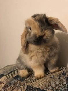 a small rabbit sitting on top of a rug