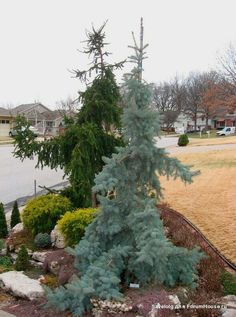 there is a small tree in the middle of this yard