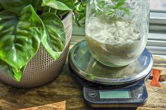 a glass jar filled with liquid sitting on top of a scale next to a potted plant