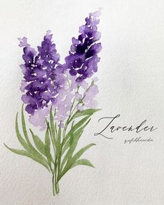 a watercolor painting of purple flowers in a vase