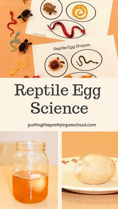 reptile egg science for toddlers and preschoolers to learn how to use it