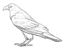 a black and white drawing of a bird