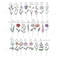 an illustration of flowers with the names of each flower and their stems in different colors