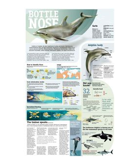 a poster with dolphins and other marine animals on it's back side, including the words bottle nose