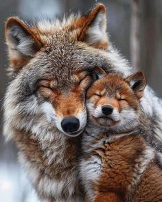 two foxes cuddle together in the snow