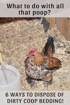 a chicken standing on top of a pile of dirt