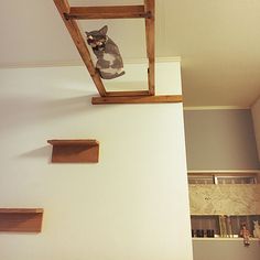 a cat sitting on top of a wooden shelf in a room with white walls and shelves