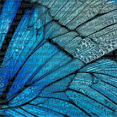 a blue butterfly wing with words written on it